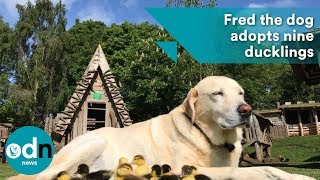 Fred the dog adopts nine adorable baby ducklings