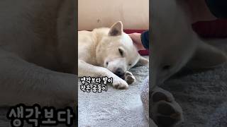 아기처럼 짐투정하는 25kg 진돗개애교