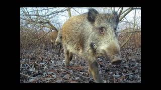 Back scratching wild pigs