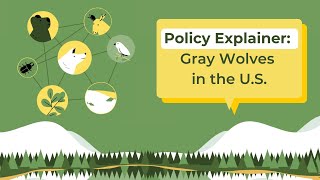 Policy Explainer Gray Wolves In The U S