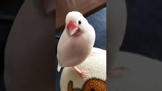 白文鳥文鳥動画【遊び疲れて疲れた白い鳥さん】かわいいjava sparrow