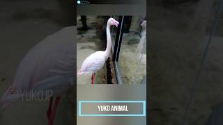 見学してたヨーロッパフラミンゴ　European Greater Flamingos on a tour