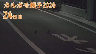 カルガモ親子2020(第03回) 運命の子 第1世代24日目 第2世代01日目