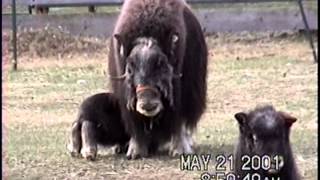 LARS UAF 2001 muskox calves