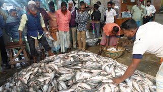 সস্তা ইলিশের রাজ্য চাঁদপুর ঘাট ইলিশের নিউ আপডেট ২০২৪