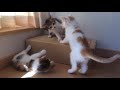 子猫達はキョウダイ達と遊び合い、喧嘩し合って成長して行きます！【growth of kittens】