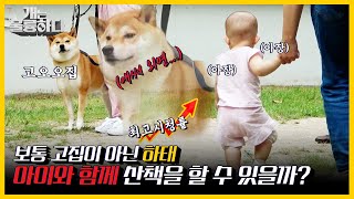 [#피크타임] ✨최고 분당 시청률✨아기 위협견 하태가 아기와 동반 산책?! 이거 꿈은 아니겠죠 | #개는훌륭하다 | Dogs Are Incredible | KBS 211011 방송