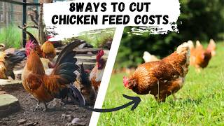 How to feed chickens with less or no grain