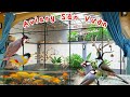 Tham Khảo mẫu AVIARY SÂN VƯỜN diện tích 20m2 CHI PHÍ 25 triệu - Rất thẩm mỹ & nổi bật || Đạt Bird TV