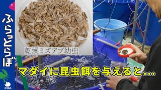 アメリカミズアブを使った養魚飼料開発でSDGsに貢献！！