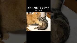 決して顔面には当てない優しい猫パンチ