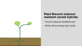 Clubroot Infographic Video - Brevant | Corteva Agriscience