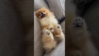 Pawsome 🐾 #paws #pomeranian #dogs #funnydogs