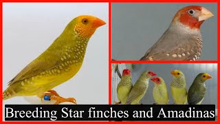 What you need to breed Star finches and Amadina Finches: What to expect next