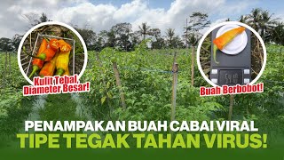 BUAH CABAI TIPE TEGAK TAHAN VIRUS || DRONE TAVI 56 KULIT BUAH TEBAL BUAH BERBOBOT