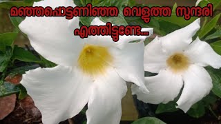 മഞ്ഞപ്പൊട്ടണിഞ്ഞ വെളുത്ത സുന്ദരി എത്തിട്ടുണ്ടേ..