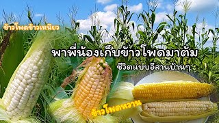 เกษตรบ้านๆ วันนี้พาเก็บข้าวโพดหวาน🌽🌽มาต้มกินที่เถียงนา อร่อยสุดๆ ได้บรรยากาศไปอีกแบบ.