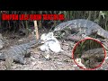 Wooow‼️Setelah banjir rawa ini dihuni banyak biawak besar