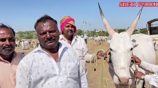 खरसुंडी यात्रा/बैलाची शिंगे कशी साफ ठेवावीत