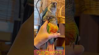 そこに足があったから#greencheekconure #ウロコインコ #conure #parrot #birds #中型インコ#parakeet #ウロコインコ親子