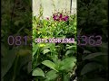 Dendrobium Orchid Grade B Product of Eka Karya Average Full Knop