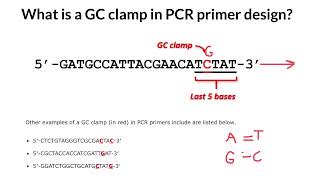 What is a GC-Clamp in PCR primer design?