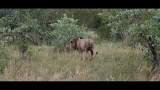 Ross Male Lion with Birmingham Breakaway Pride | 2 April 2024