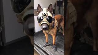 Indian army dog tarning vs k9 units army dog tarning #statusvideo #viralshorts  #statu #viralvideo