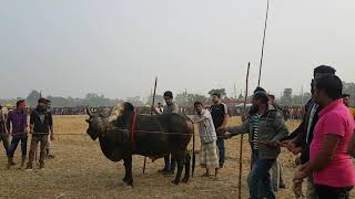 সিলেটের সেরা ষাড়ের লড়াই