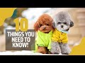 10 THINGS TO KNOW BEFORE GETTING A TOY POODLE IN 2023 | Toy Poodle Breeder