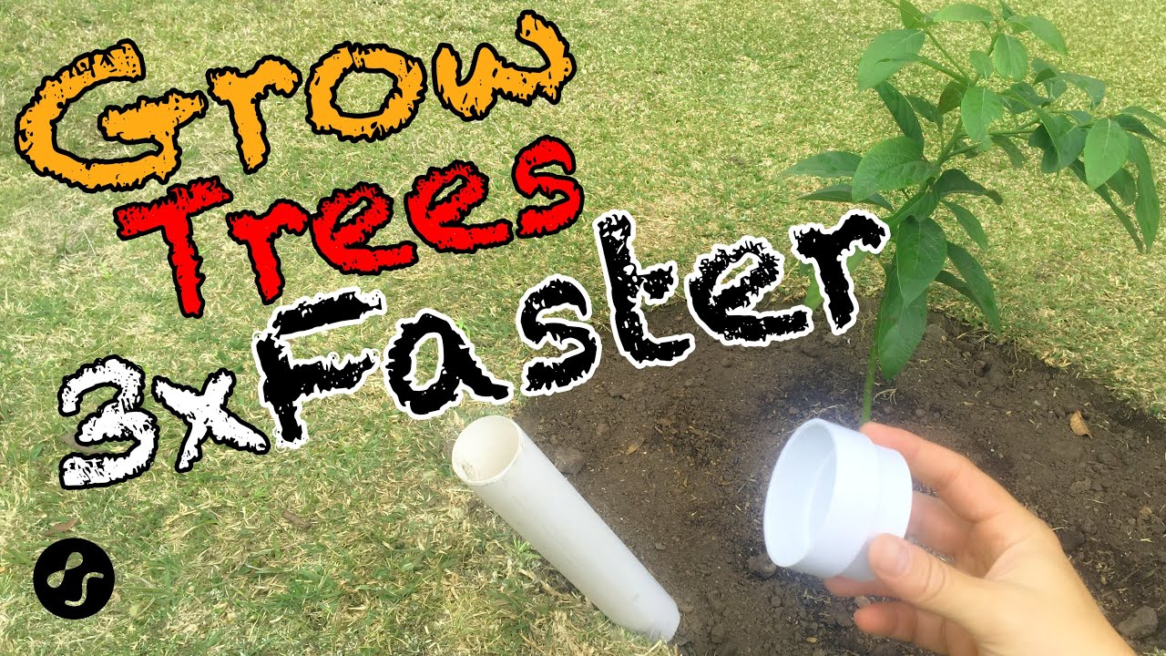 How To Plant A Tree So That It Grows 3 Times Faster. Root Training ...