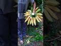 panen pisang nangka matang di pohon #aceagrofarm #pisang #amazing