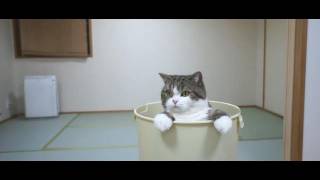 ゴミ箱とねこ２。-A trash box and Maru 2.-