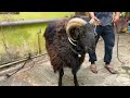Bakrid Eid sheep 2022, stay away from sheep it will charge you at any moments