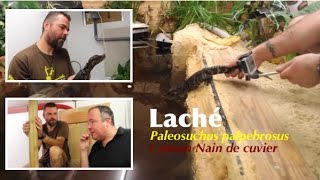 Terrarium Xxl Pour Crocodiles Caimans Paleosuchus Palpebrosus