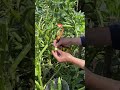 【家庭種菜】harvest broad beans to carve a soldier摘蚕豆雕刻钢盔大兵