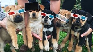 A 360 Degree View Of Puppies Playing