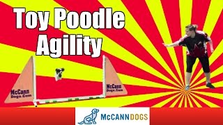 Toy Poodle Doing Dog Agility