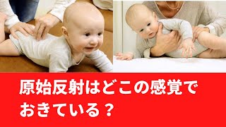 原始反射はどこの感覚で起きている？