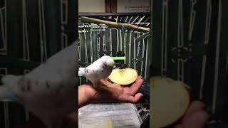 りんごを食べる　インコ