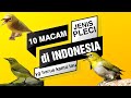 10 Jenis Pleci yang ada di Indonesia beserta harganya|| 10 Pleci birds (Zosteropidae) in Indonesia