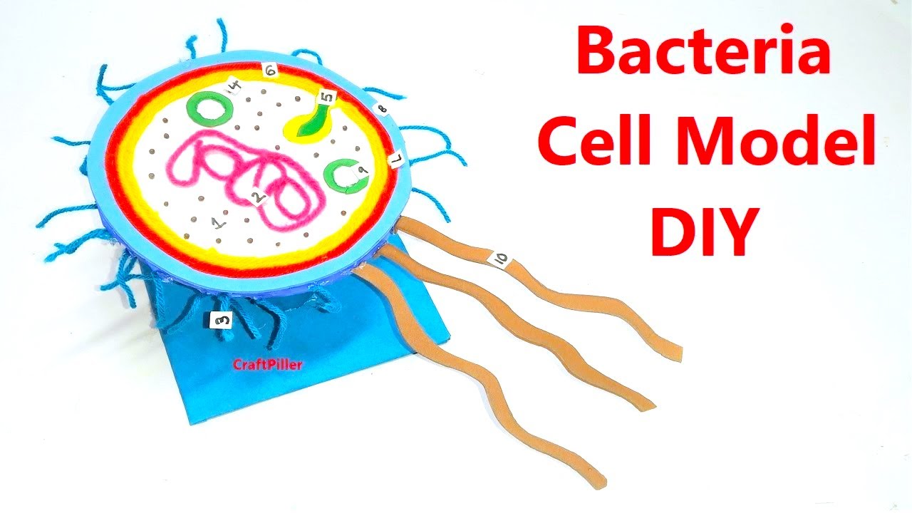 Bacteria Cell Model 3d Diy Using Cardboard Craftpiller Still