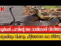 വിഷം ചീറ്റി മൂര്‍ഖന്‍ പാമ്പിന്റെ തല വായിലാക്കി ,കണ്മുന്നിൽ ജീവൻ പൊലിഞ്ഞു