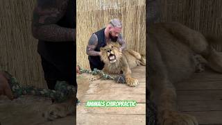 Animals Chiropractic 💚💚#asmr #dogshorts #foryou #lion #türkiye #chiropractic #help