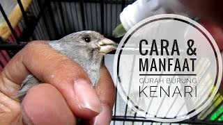 CARA & MANFAAT GURAH UNTUK BURUNG KENARI