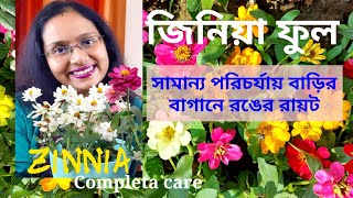 How to care Zinnia. জিনিয়া, সামান্য পরিচর্যায় কেমন করে বাড়ির বাগানে বহু রঙের ফুল ফোটাবেন।