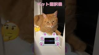 猫にペット翻訳したら納得の結果に！ Translate cat　#Shorts