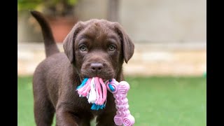 Labrador Compilation - Cute and Funny #13