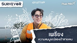 เพรียง ความสมบูรณ์ของป่าชายเลน | The Surveyor