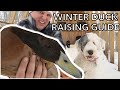 Easy WINTER DUCK RAISING Guide